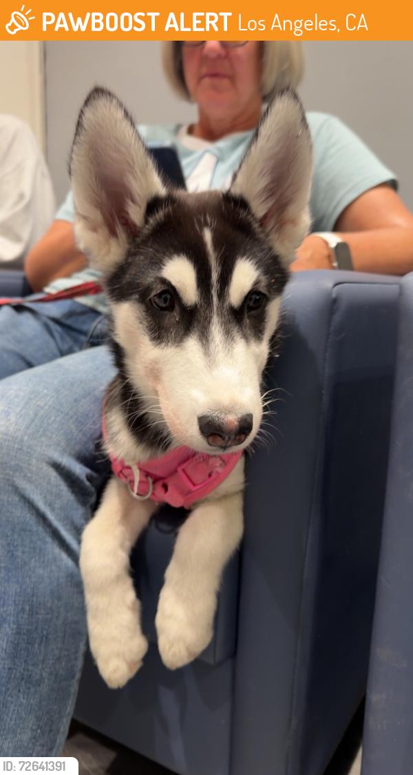 Found/Stray Female Dog last seen Washington Blvd, Los Angeles, CA 90066