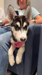 Found/Stray Female Dog last seen Washington Blvd, Los Angeles, CA 90066