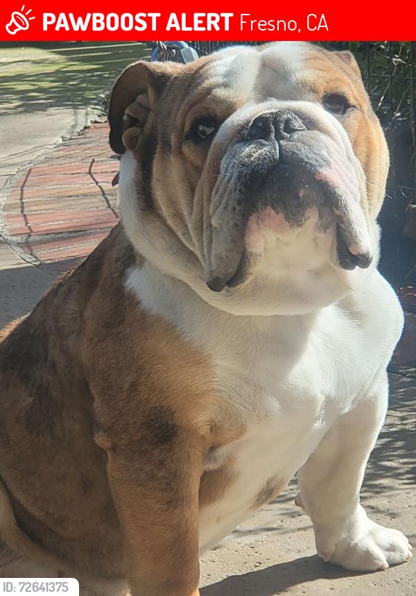 Lost Male Dog last seen 8th and Alta and Liberty Ave, Fresno, CA 93727