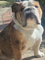 Lost Male Dog last seen 8th and Alta and Liberty Ave, Fresno, CA 93727