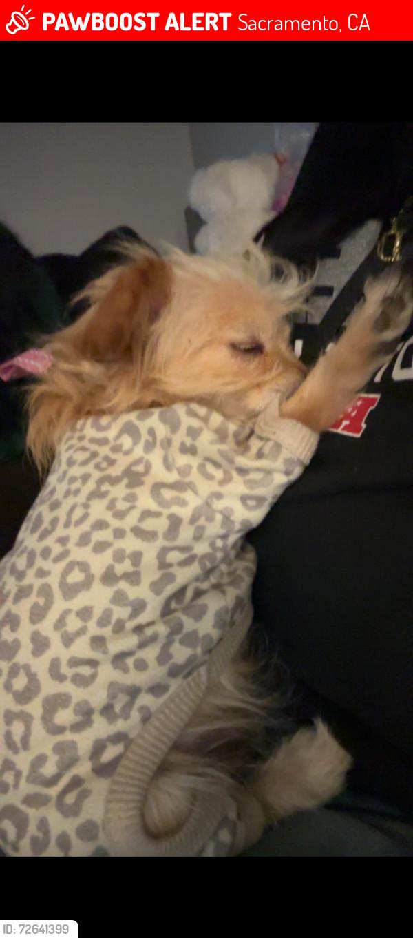 Lost Female Dog last seen Phoenix park apmts , Sacramento, CA 95823