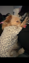 Lost Female Dog last seen Phoenix park apmts , Sacramento, CA 95823