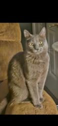 Lost Male Cat last seen Town Grill , Cowpens, SC 29330