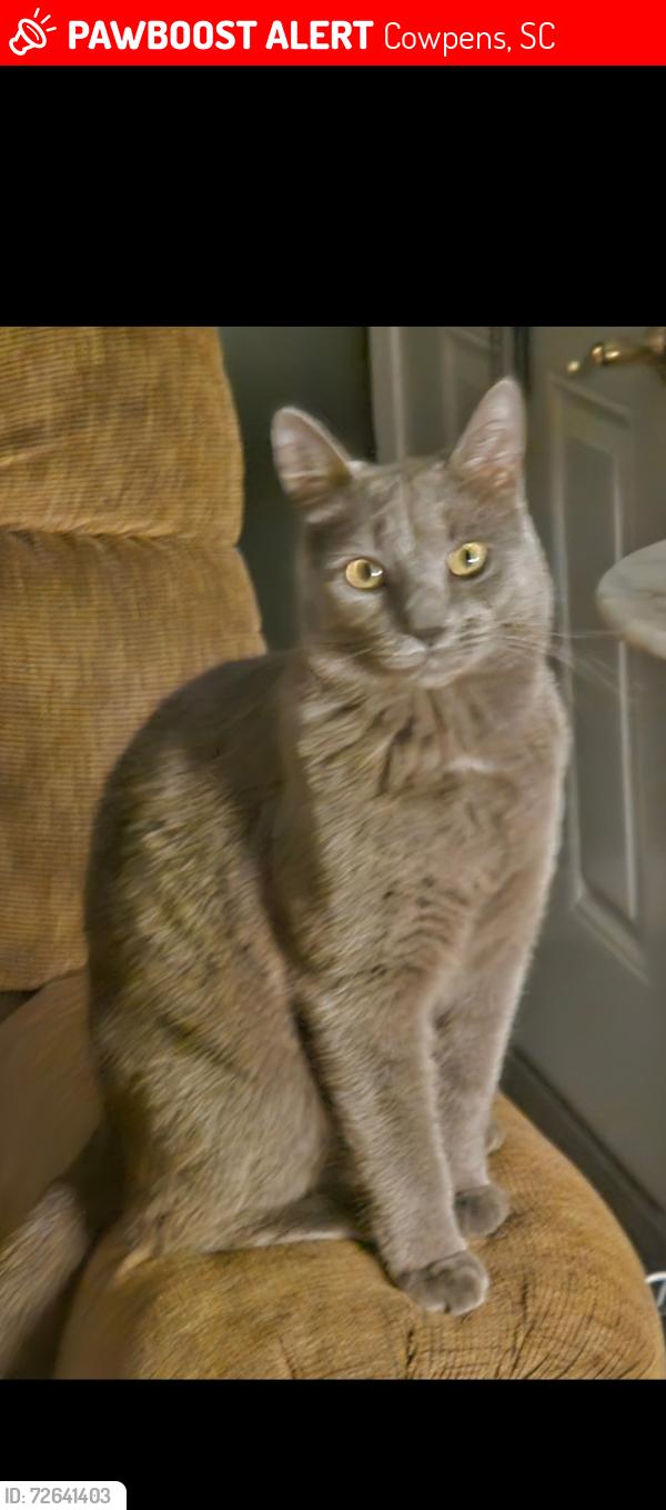 Lost Male Cat last seen Town Grill , Cowpens, SC 29330