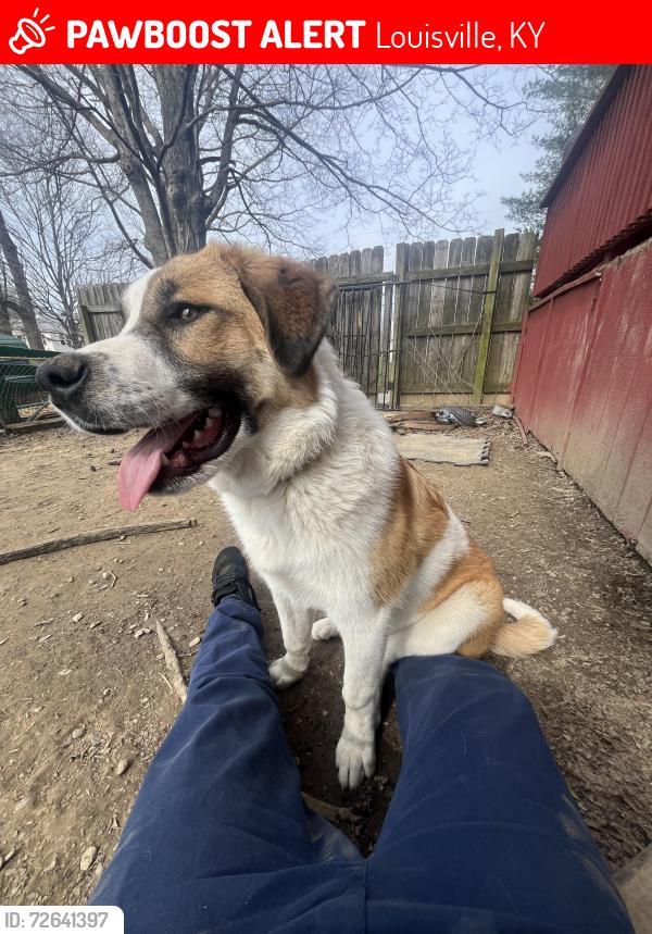 Lost Female Dog last seen Louisville loop man slick road trail , Louisville, KY 40272
