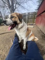 Lost Female Dog last seen Louisville loop man slick road trail , Louisville, KY 40272