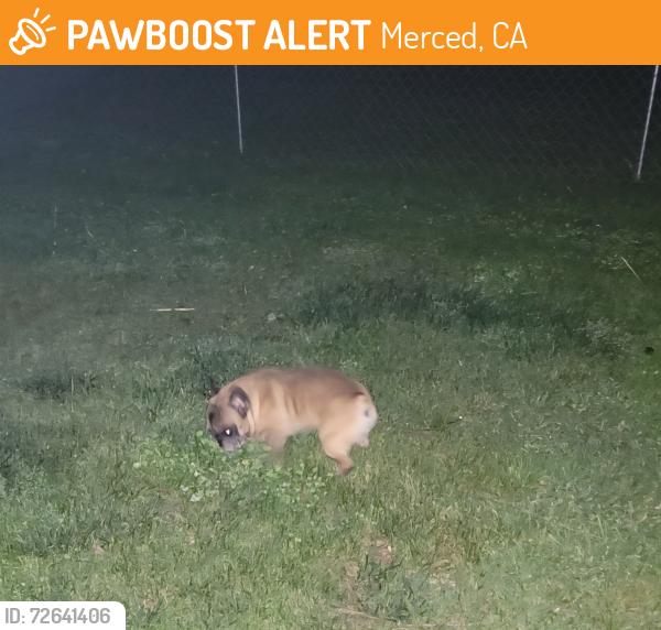 Found/Stray Male Dog last seen Summit Church, Merced, CA 95348