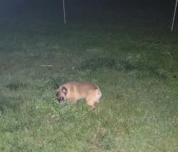 Found/Stray Male Dog last seen Summit Church, Merced, CA 95348
