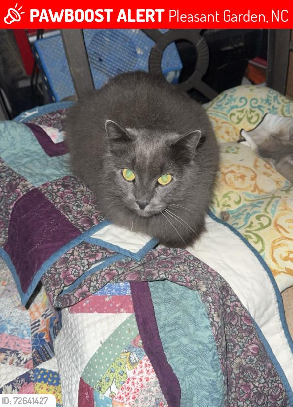 Lost Male Cat last seen Near Kearney Rd, Pleasant Garden, NC 27313