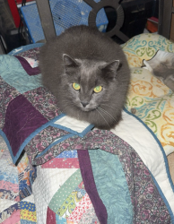 Lost Male Cat last seen Near Kearney Rd, Pleasant Garden, NC 27313