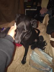 Found/Stray Male Dog last seen Boulder highway whitney ave, Whitney, NV 89122
