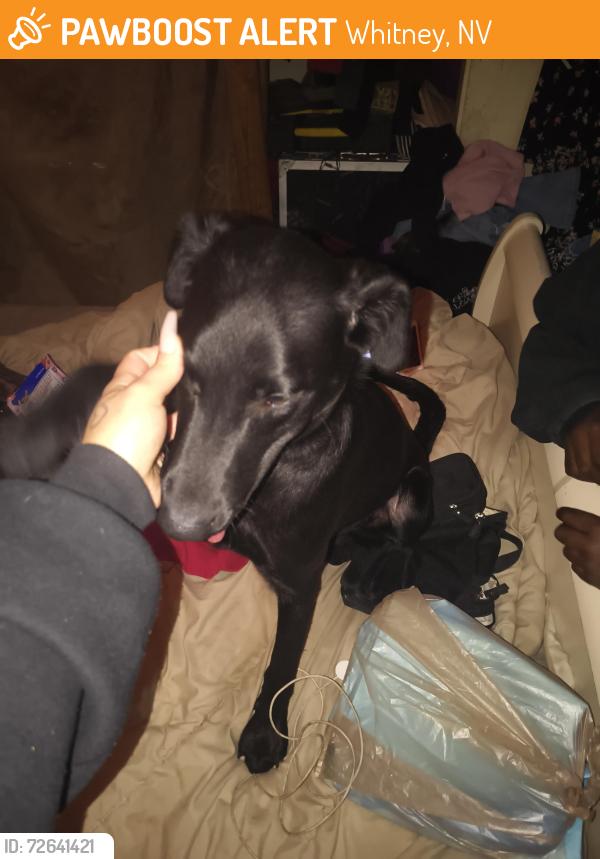 Found/Stray Male Dog last seen Boulder highway whitney ave, Whitney, NV 89122