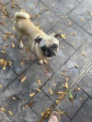 Lost Male Dog last seen Near lá rana dr, Houston, TX 77083