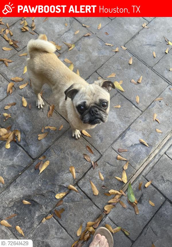 Lost Male Dog last seen Near lá rana dr, Houston, TX 77083