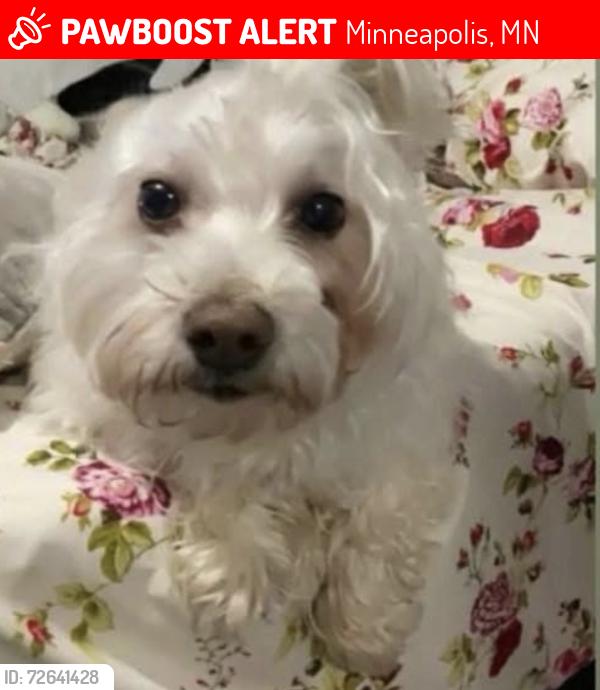 Lost Male Dog last seen Madison st in the 50 AV, Minneapolis, MN 55421