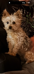 Lost Female Dog last seen Evergreen Elem School, Midlothian, VA 23114