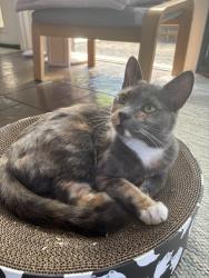 Lost Female Cat last seen Robin court, gorge river , Flagstaff Hill, SA 5159