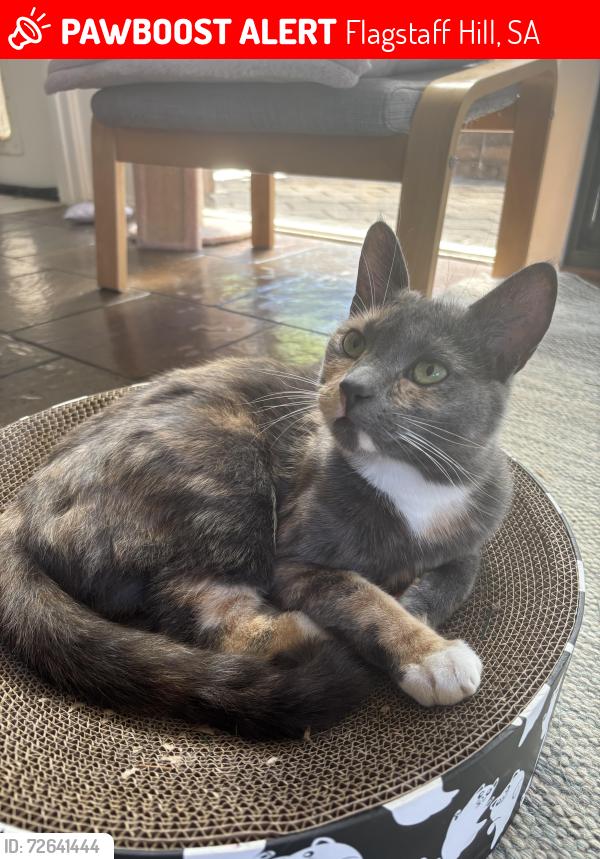 Lost Female Cat last seen Robin court, gorge river , Flagstaff Hill, SA 5159