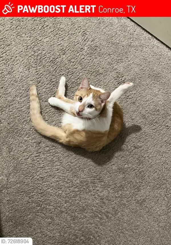 Lost Male Cat last seen Near Silverdale , Conroe, TX 77301