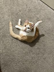 Lost Male Cat last seen Near Silverdale , Conroe, TX 77301