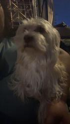 Found/Stray Male Dog last seen Wall between 50th st and 51st , Los Angeles, CA 90011