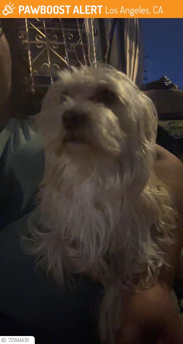 Found/Stray Male Dog last seen Wall between 50th st and 51st , Los Angeles, CA 90011