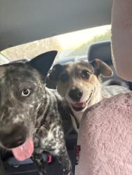 Found/Stray Female Dog last seen South of Panama Lane on Buena Vista, assuming from the new construction neighborhoods, Bakersfield, CA 93311
