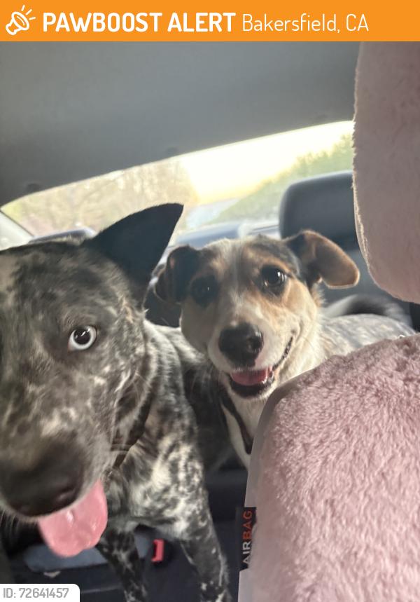 Found/Stray Female Dog last seen South of Panama Lane on Buena Vista, assuming from the new construction neighborhoods, Bakersfield, CA 93311