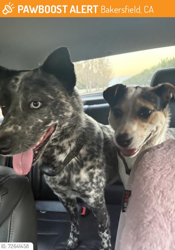 Found/Stray Male Dog last seen South of panama lane, Bakersfield, CA 93311