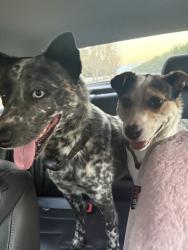 Found/Stray Male Dog last seen South of panama lane, Bakersfield, CA 93311