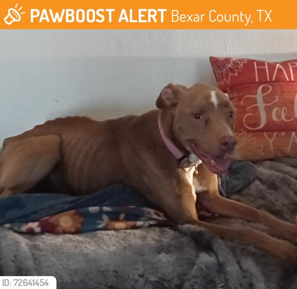 Found/Stray Female Dog last seen Hildabrant and foster rd, Bexar County, TX 78223