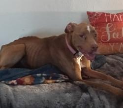 Found/Stray Female Dog last seen Hildabrant and foster rd, Bexar County, TX 78223