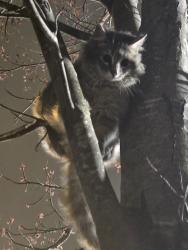 Found/Stray Unknown Cat last seen Foushee and Grace, Richmond, VA 23220