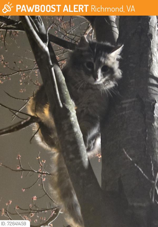 Found/Stray Unknown Cat last seen Foushee and Grace, Richmond, VA 23220