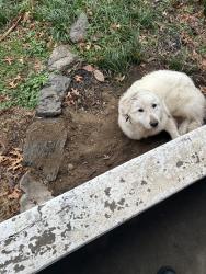 Lost Female Dog last seen E Scarrit Ave, Sugar Creek, MO 64054