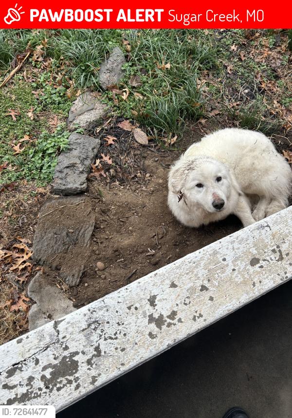 Lost Female Dog last seen E Scarrit Ave, Sugar Creek, MO 64054