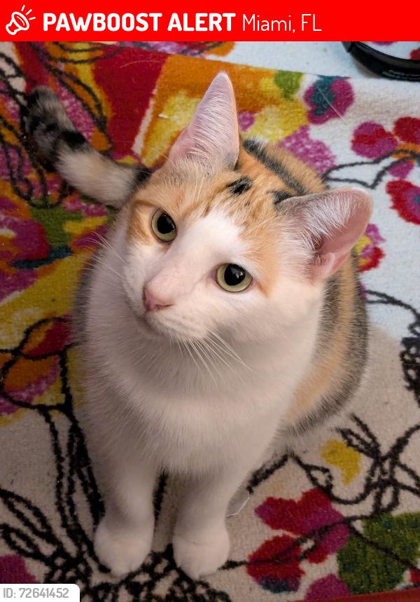 Lost Female Cat last seen 107th Ave and Tamiami Trail, near the Taco Bell, Miami, FL 33172