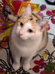 Lost Female Cat last seen 107th Ave and Tamiami Trail, near the Taco Bell, Miami, FL 33172