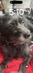 Lost Female Dog last seen Lilac creek rd , Gainesville, GA 30507