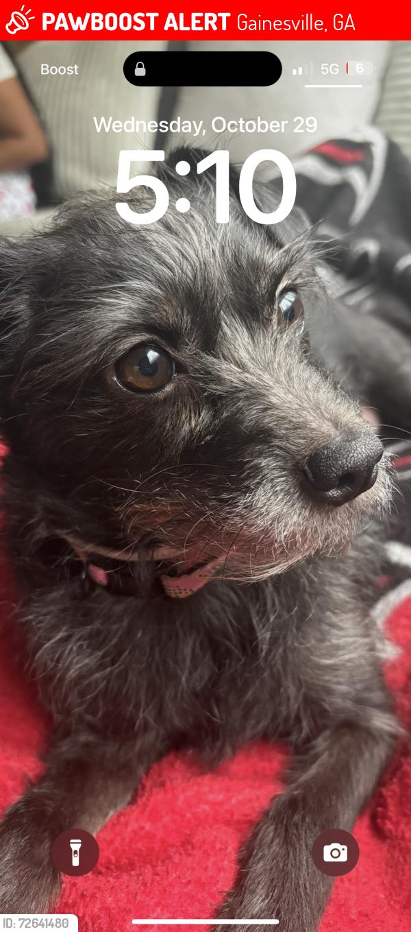 Lost Female Dog last seen Lilac creek rd , Gainesville, GA 30507