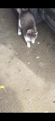 Found/Stray Female Cat last seen St. Joseph's , Walton, KY 41094