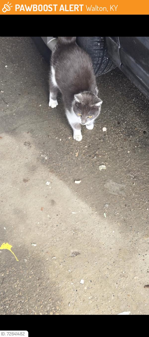 Found/Stray Female Cat last seen St. Joseph's , Walton, KY 41094