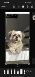 Lost Male Dog last seen Near , Brooklyn Park, MN 55443