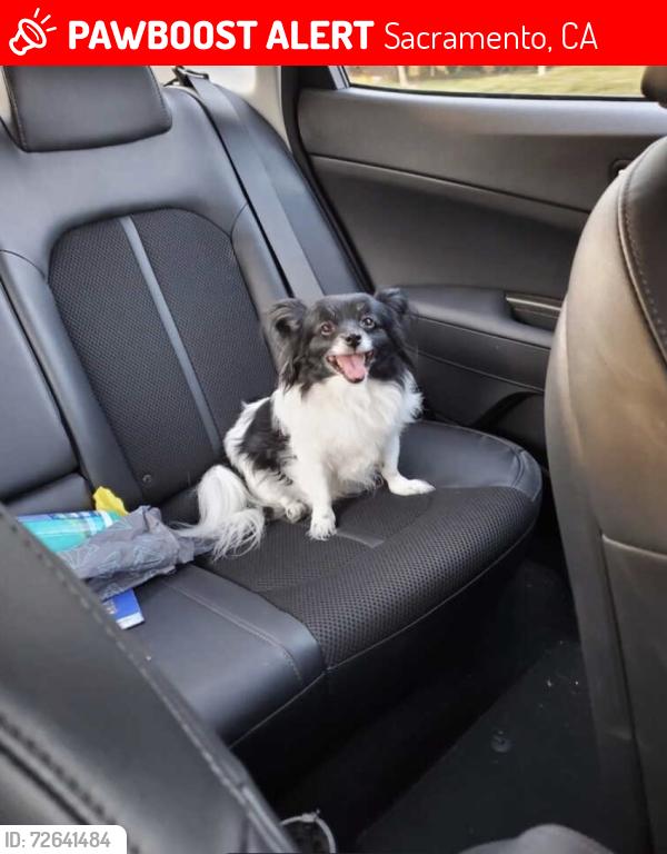 Lost Female Dog last seen Greg Thatch Circle, La casa way, Magnolia Park, Golden Poppy Park, La Cadena Way, Sacramento, CA 95835