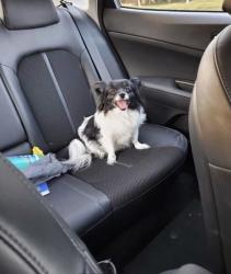 Lost Female Dog last seen Greg Thatch Circle, La casa way, Magnolia Park, Golden Poppy Park, La Cadena Way, Sacramento, CA 95835