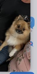 Lost Male Dog last seen Scrivener street / lakeshore Dr. , Lake Elsinore, CA 92530