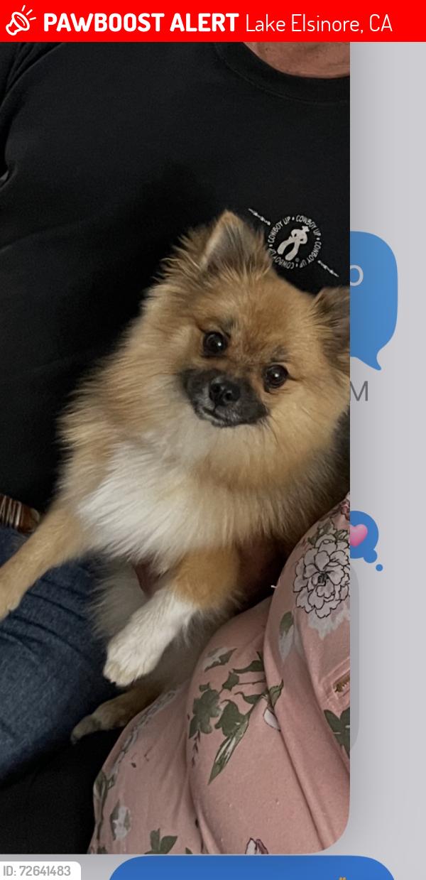 Lost Male Dog last seen Scrivener street / lakeshore Dr. , Lake Elsinore, CA 92530