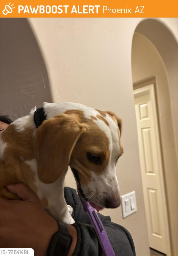 Found/Stray Male Dog last seen 99th Way, Phoenix, AZ 85254