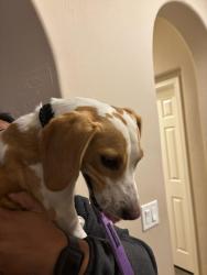 Found/Stray Male Dog last seen 99th Way, Phoenix, AZ 85254