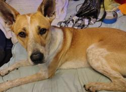 Found/Stray Male Dog last seen Lindstrom, Rowdy Bucks, Crosby, TX 77532